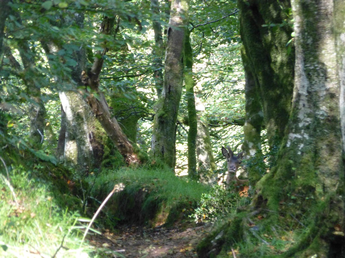 sparnamharris's tweet photo. If you stand still and look you can see more… but who is watching whom? #ExmoorThoughts #photooftheday #photography #wildearth #NaturePhotography https://t.co/s3Yk1Ju2ap