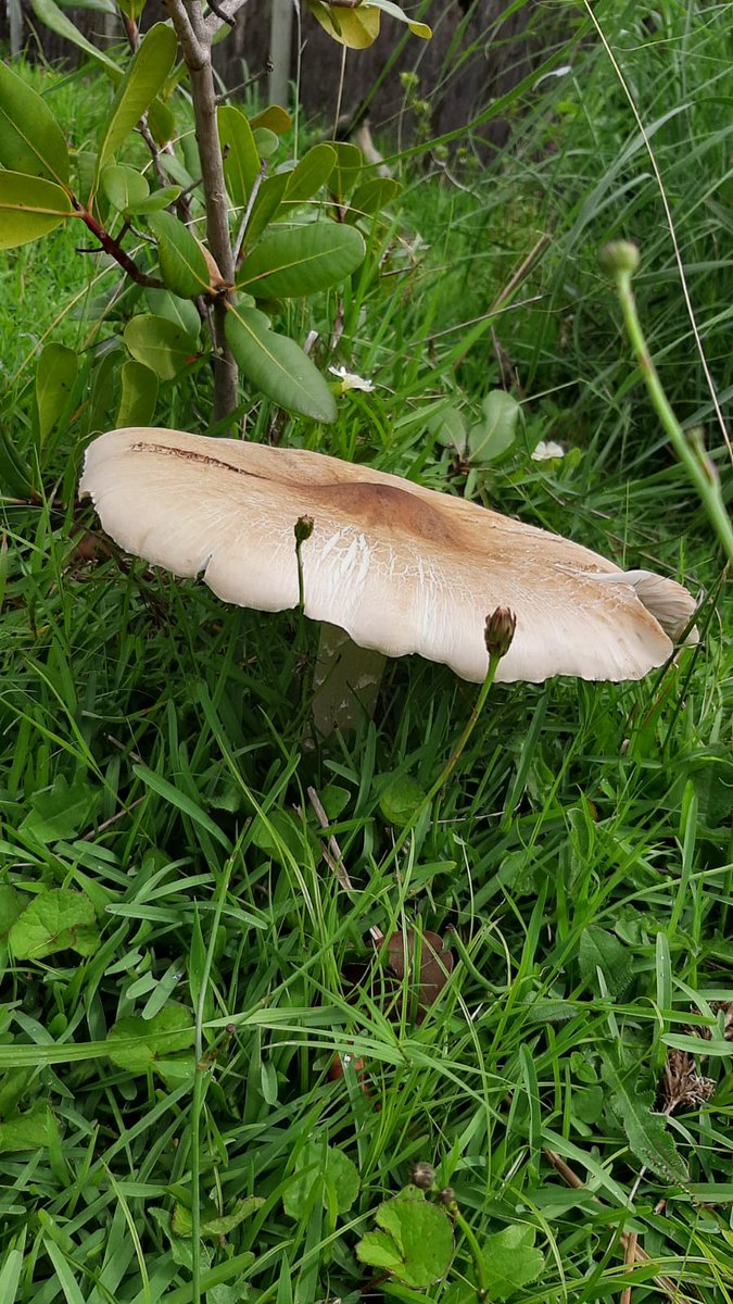 YouthTourismSA's tweet photo. The Amakhowe Mushroom is found on the #WildCoast of South Africa and is a delicacy for many. This huge mushroom is grown by termites in a symbiotic relationship and only one normally appears after heavy rains. 
#TasteSouthAfrica at https://t.co/3N3FJrE6zM with #YouthTravel SA. https://t.co/ISeEhTI54w