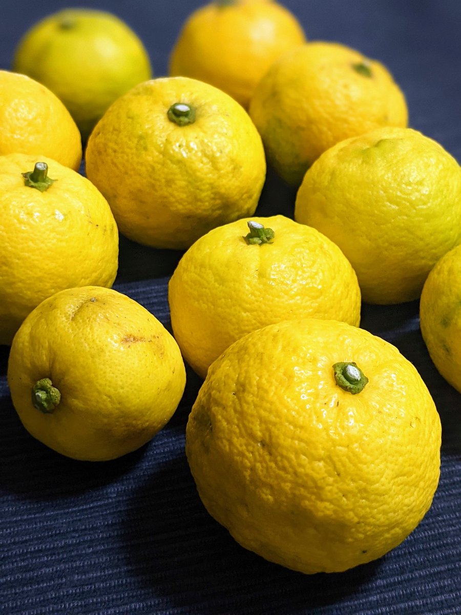 高島まき イギリス英語発音 お友達の家の木になった柚子 こんなたくさんいただきました でも我が家のこれはほんの一部だそうで まだまだたくさんのお友達に分けてあげているらしい 一体いくつ穫れるの これでこの冬は柚子三昧