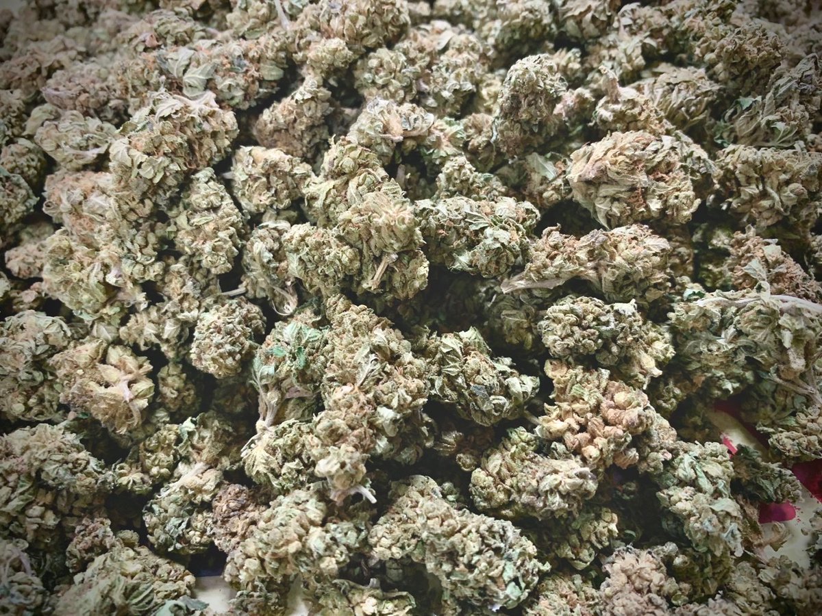 sativapoland's tweet photo. CBD Mango Kush Polecamy!

#cbd #cbdflowers #cbdhurt #cbdbuds #cbdwholesale #thcfree #vape #cbdvape #vapenation #suszkonopny #sativapoland #legalnetopy #krakow #hash #kosmetyki #kosmetykikonopne #konopia #konopie #rolls #prerolls #420 #sativa #sativapoland https://t.co/nyrJoPEauR