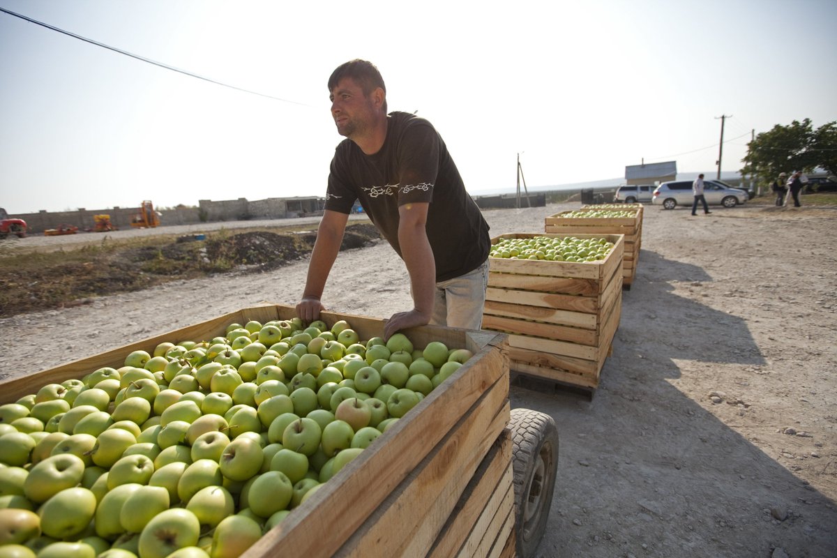 Small farms are key to the future of food and small-scale farming systems already grow half of our food calories on 30% of the agricultural land. 

When access to inputs and conditions are equal, smaller farms tend to be more productive per hectare than much larger farms.

#UNDFF