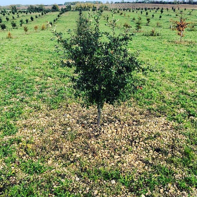 Agritruffe33's tweet photo. Magnifique #brûlé sur une #plantation #truffiere âgée de 5 ans en #charentes avec ici un #chene vert
#wonferful #brûlé under a #quercus #ilex #holy #oak in a #truffle #orchard of 5 years old
#tuber #melanosporum #arbres #trees #truffletrees #chenes
https://t.co/0XS4fUhEV2 https://t.co/I9tmi3TEiy