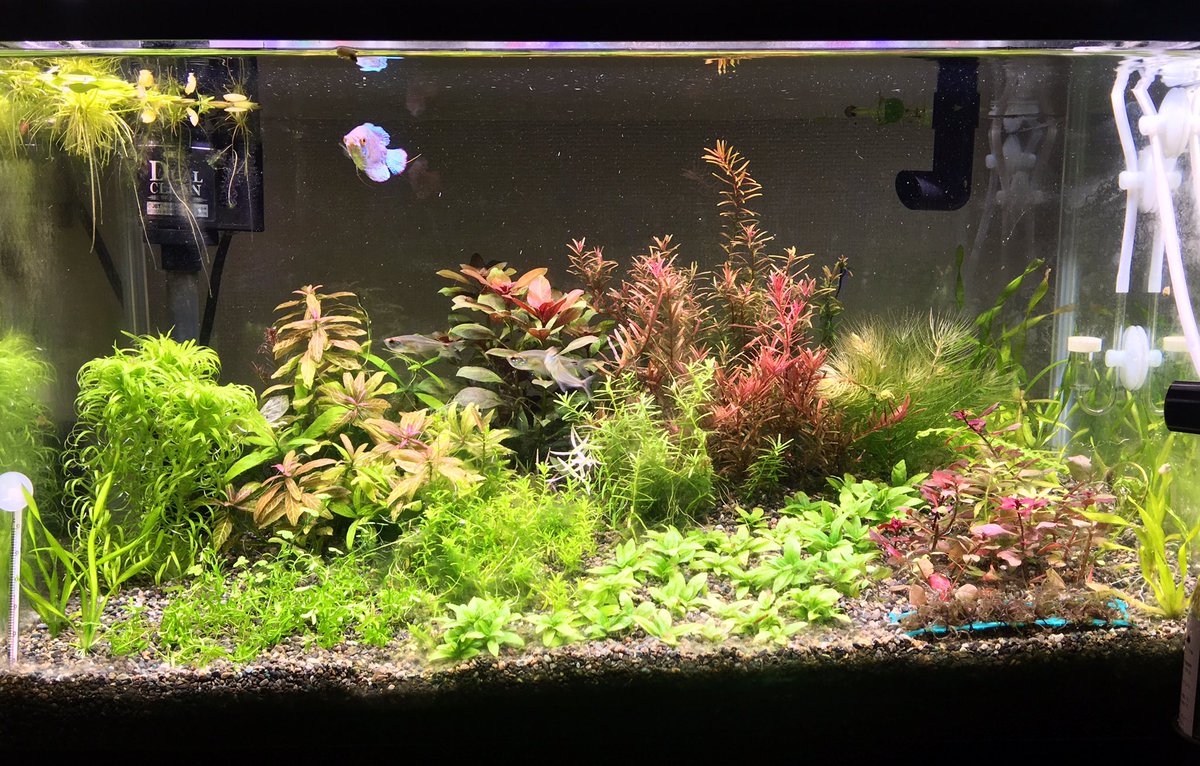 Best Aquarium 大磯砂水槽 62日目 ダッチアクアリウム水槽の準備が整いそうです 右手の緑柵は撤去して 後2種植えて準備は完了です 後は時間をかけてトリミングと差し戻しをしながら 肥料の添加 重要な換水作業の日々を過ごします ダッチアクアリウム