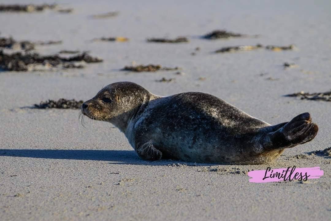 BDMLR's tweet photo. Our small team of medics on the Outer Hebrides Islands have been busy over the last month with seal reports. Here is just one of the seals that was reported to us by Wild soul conservation on North Uist and fortunately was not in bad condition 🙏
Credit: Wild soul conservation https://t.co/5TB7vZXNuR