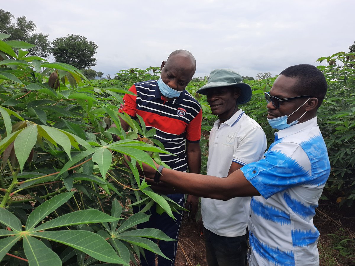 (IITA)CassavaMatters (@cassavamatters) on Twitter photo #SeedSystem: "Efforts of <a href="/IITA_CGIAR/">IITA</a> researchers to support & complement the national Agricultural Research System in #Nigeria to generate location specific technologies must be appreciated" - Karima Babangida, Dir. <a href="/FmardNg/">Fed Min of Agric & Food Security</a>, says hailing <a href="/ACAI_IITA/">AKILIMO</a> , <a href="/Cassavaweedmgt/">(IITA)CassavaWeedMgt</a> #BASICS2 #SeedSystem: "Efforts of <a href="/IITA_CGIAR/">IITA</a> researchers to support & complement the national Agricultural Research System in #Nigeria to generate location specific technologies must be appreciated" - Karima Babangida, Dir. <a href="/FmardNg/">Fed Min of Agric & Food Security</a>, says hailing <a href="/ACAI_IITA/">AKILIMO</a> , <a href="/Cassavaweedmgt/">(IITA)CassavaWeedMgt</a> #BASICS2