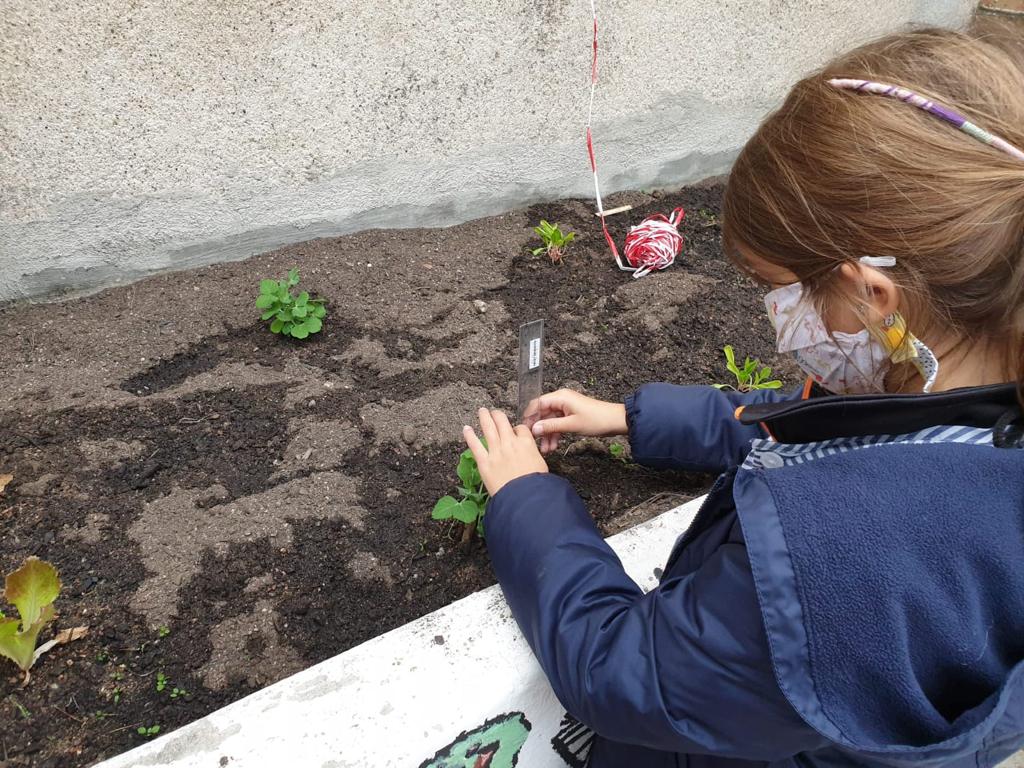 vedrunacent's tweet photo. Els nens i nenes de primer de Cicle Inicial estem ben enfeinats perquè hem volgut recuperar l'hort després de l'estiu: hem plantat les verdures de tardor, estem fent un registre per veure com creixen, les cuidem i aprenem coses noves de les plantes. #1PRIMSSCC https://t.co/JMRswGpggU