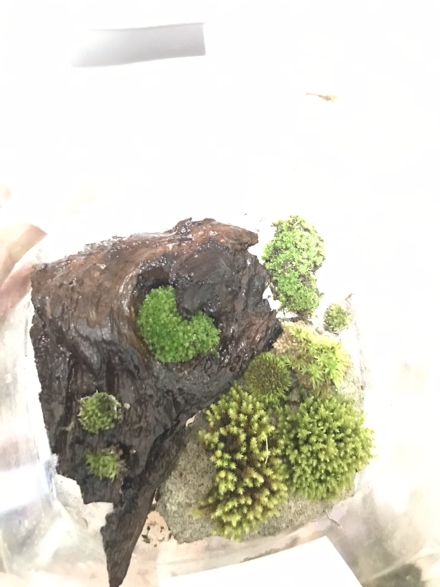 和也 苔採取してきた 家にあった水槽用の流木にはめ込んだらいい感じの 2枚目みたいに整えたら綺麗やなー とりあえず入れ物探しやな コケリウム初心者 コケリウム 苔 アクアリウム T Co Bwqik14oan Twitter