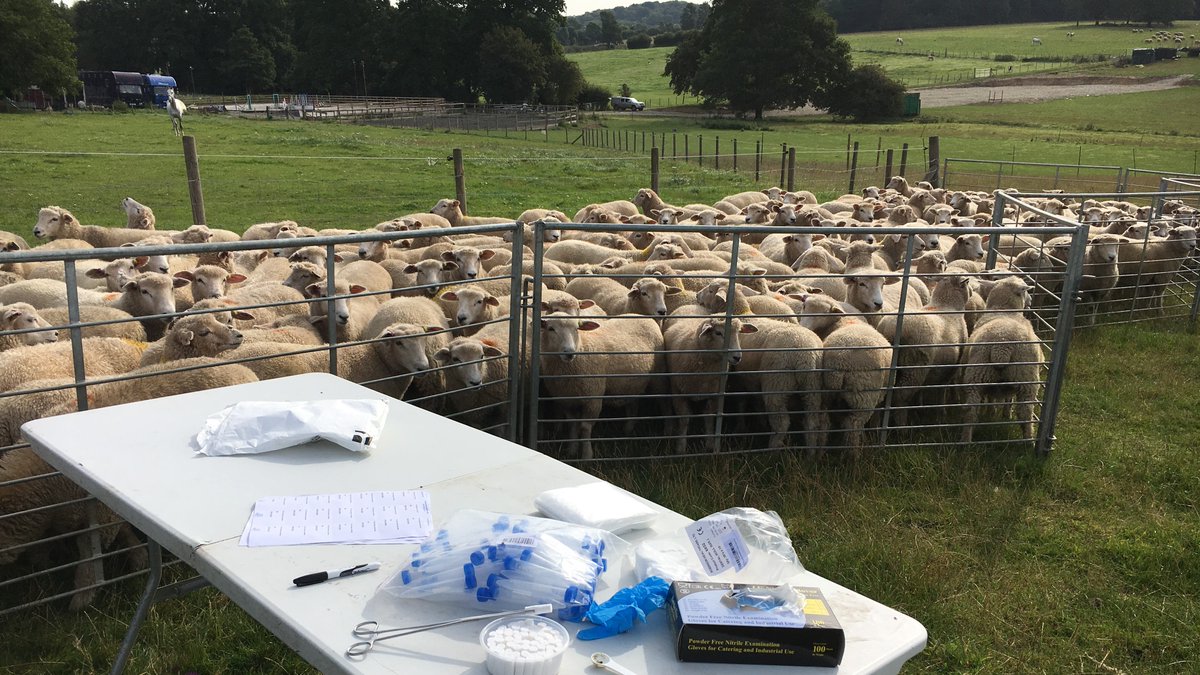 Talking at the #SHAWG2020 conference later today; touching upon work breeding for worm resistance &amp; research looking at IgA - a bit more can be found online  signetdata.com/technical/shee… and signetdata.com/technical/proj… #FEC #IgA #Worms <a href="/AHDB_BeefLamb/">AHDB Beef & Lamb</a>