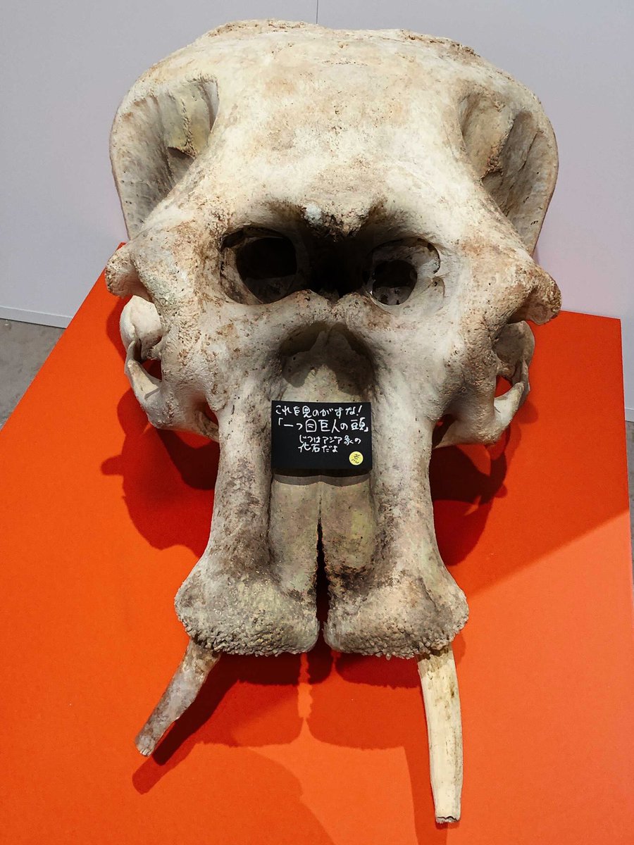 👹❤️ 一つ目巨人のガイコツも展示！と言いたいんじゃが、実は