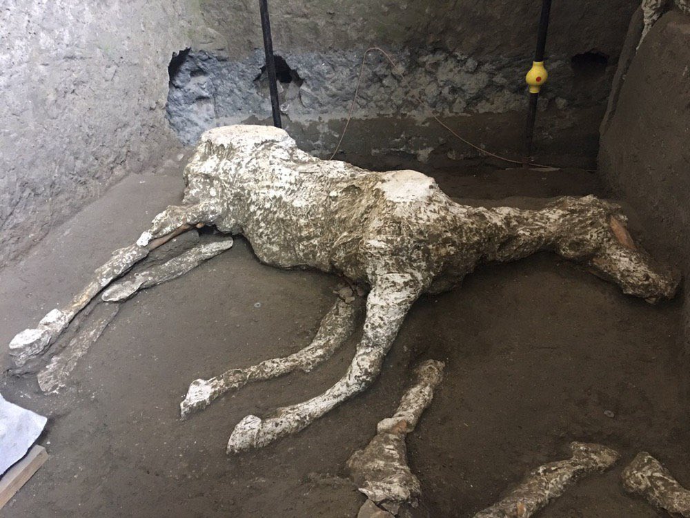 Casts of animals have been made. The most famous and heart-wrenching being the dog from the House of Vesonius Primus found tethered by a chain so could not escape. There is also the cast of a pig from Boscoreale & most recently, a complete horse from the villa at Civita Giuliana.