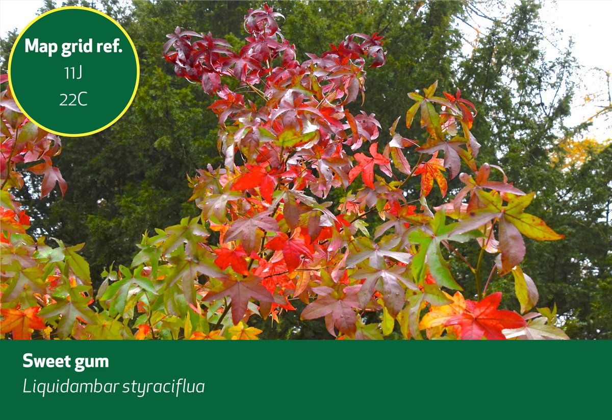 WestonbirtArb's tweet photo. What's looking good. 
Striking clusters of yellow flowers of the Oregon grape are a welcome sight on Main Drive.
The Swamp cypress has glorious tones of green, gold, orange &amp; red.
The Sweet Gum is in striking autumn mode, running through a range of tints from green to gold to red https://t.co/bDIT3aAsBZ