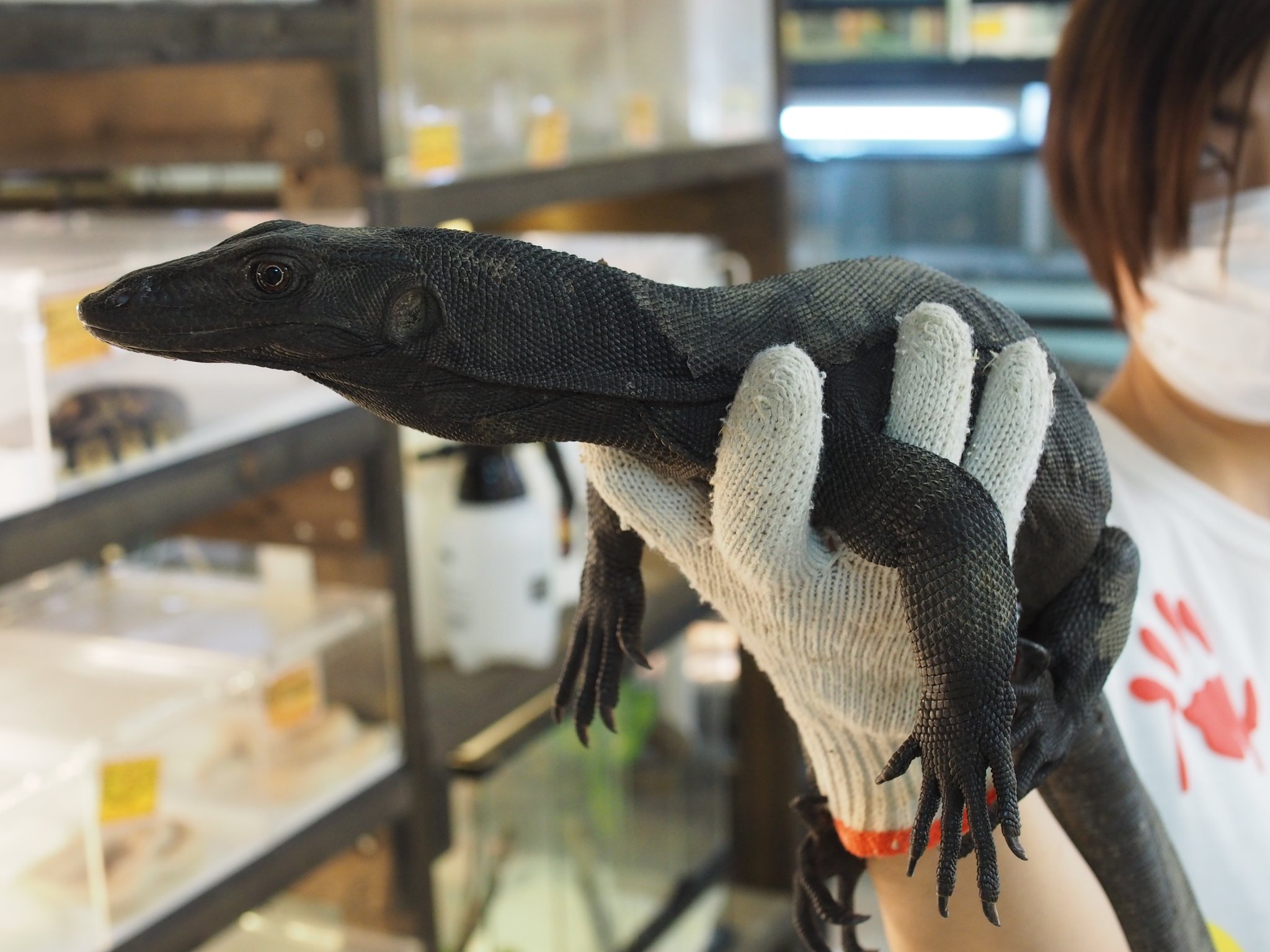 爬虫類ショップアンテナ モトイカブトトカゲ 今回はなんとアカメだけでなくモトイも来ています 目に赤い縁取りがないので その分怪獣のような造形が際立ちますね T Co Vnrnmcxzpx Twitter