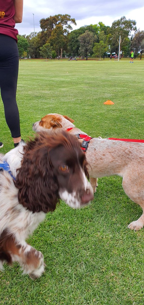 MishManners's tweet photo. Doesn't get much better than quadripple donuts, doggo kisses, playing footy.

Thanks to every Victorian for making this possible 🥰 I am so happy

Chatting about it on stream now over some #MinionMasters

🏈LIVE NOW🏉 https://t.co/GSMm3LSEcY

#Melbourne #donutweek #COVID19Vic https://t.co/4iQzeaLX05