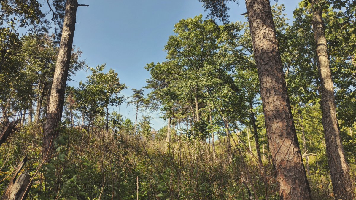 adam_warwick's tweet photo. The TNC-NCarolina Fire crew supported burning some #shortleafpine oak #woodland at the highly popular #mountainbiking destination, DuPont State Forest with @ncforestservice #ncwx @AppalachianHdwd @WOInitiative. Support for all burning is provided by @USFSRegion8 @forestservice https://t.co/MNAGuzZuU3