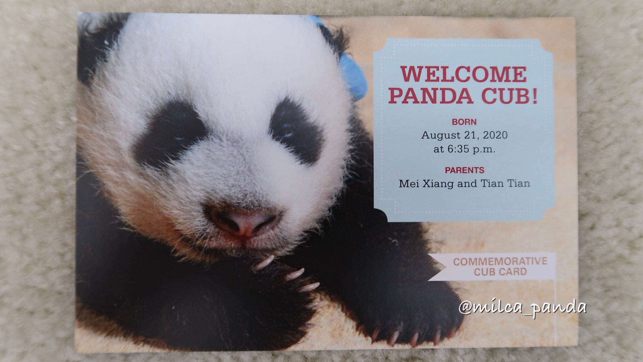 Tweets With Replies By Milca Milca Panda Twitter