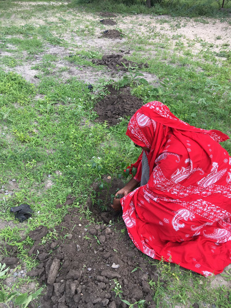 HusseinMedinah's tweet photo. As part of my daily tree planting challenge, planted indigenous trees at our office in National drought management authority in Ijara sub county. The aim is to achieve 10% forest cover and promote green spaces.
#DailyTreePlantingChallenge
#ClimateAction
#KeepKenyaBreathing https://t.co/Q3KzKNlJ9d
