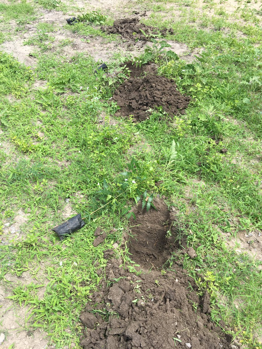 HusseinMedinah's tweet photo. As part of my daily tree planting challenge, planted indigenous trees at our office in National drought management authority in Ijara sub county. The aim is to achieve 10% forest cover and promote green spaces.
#DailyTreePlantingChallenge
#ClimateAction
#KeepKenyaBreathing https://t.co/Q3KzKNlJ9d
