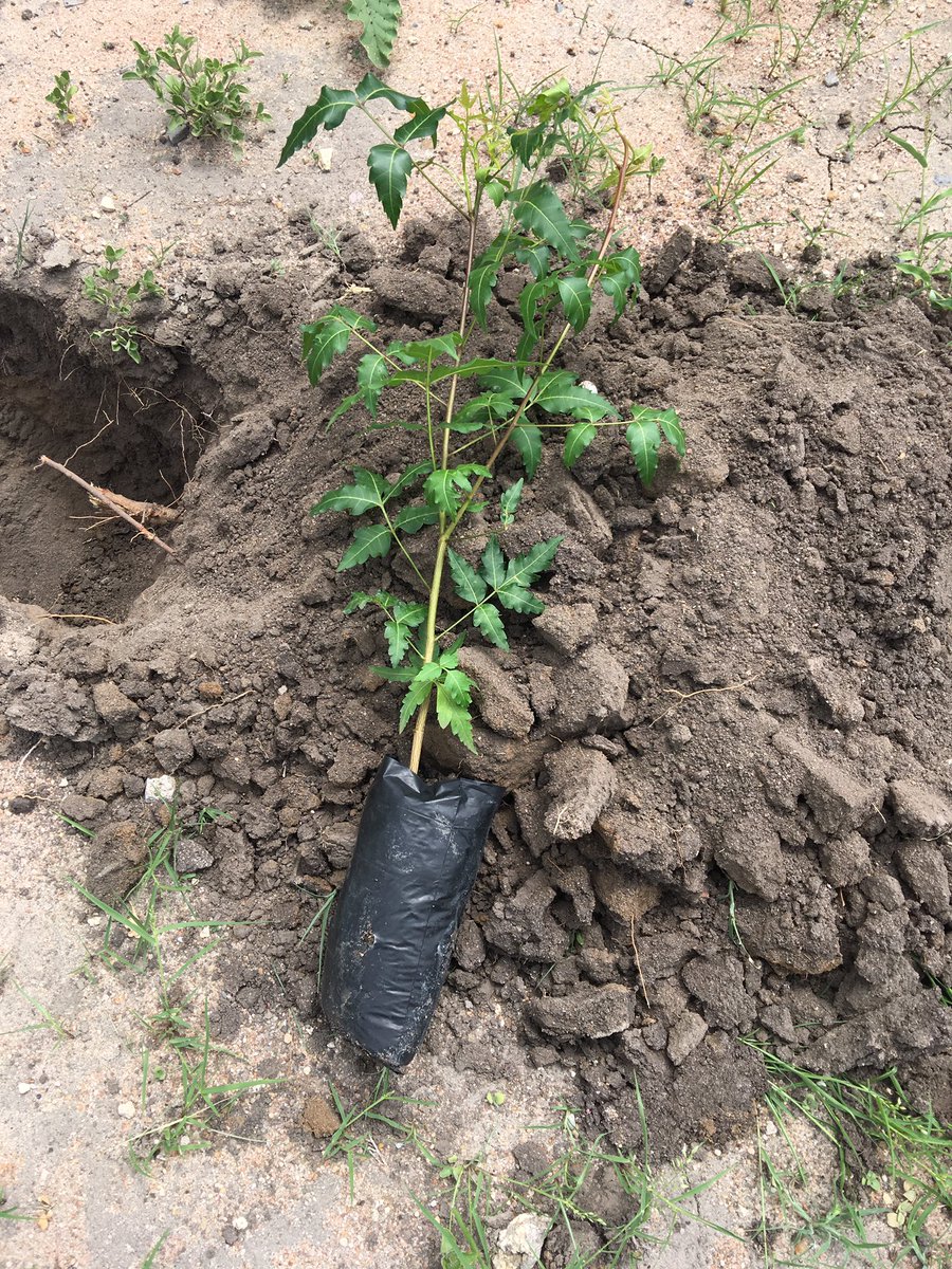 HusseinMedinah's tweet photo. As part of my daily tree planting challenge, planted indigenous trees at our office in National drought management authority in Ijara sub county. The aim is to achieve 10% forest cover and promote green spaces.
#DailyTreePlantingChallenge
#ClimateAction
#KeepKenyaBreathing https://t.co/Q3KzKNlJ9d