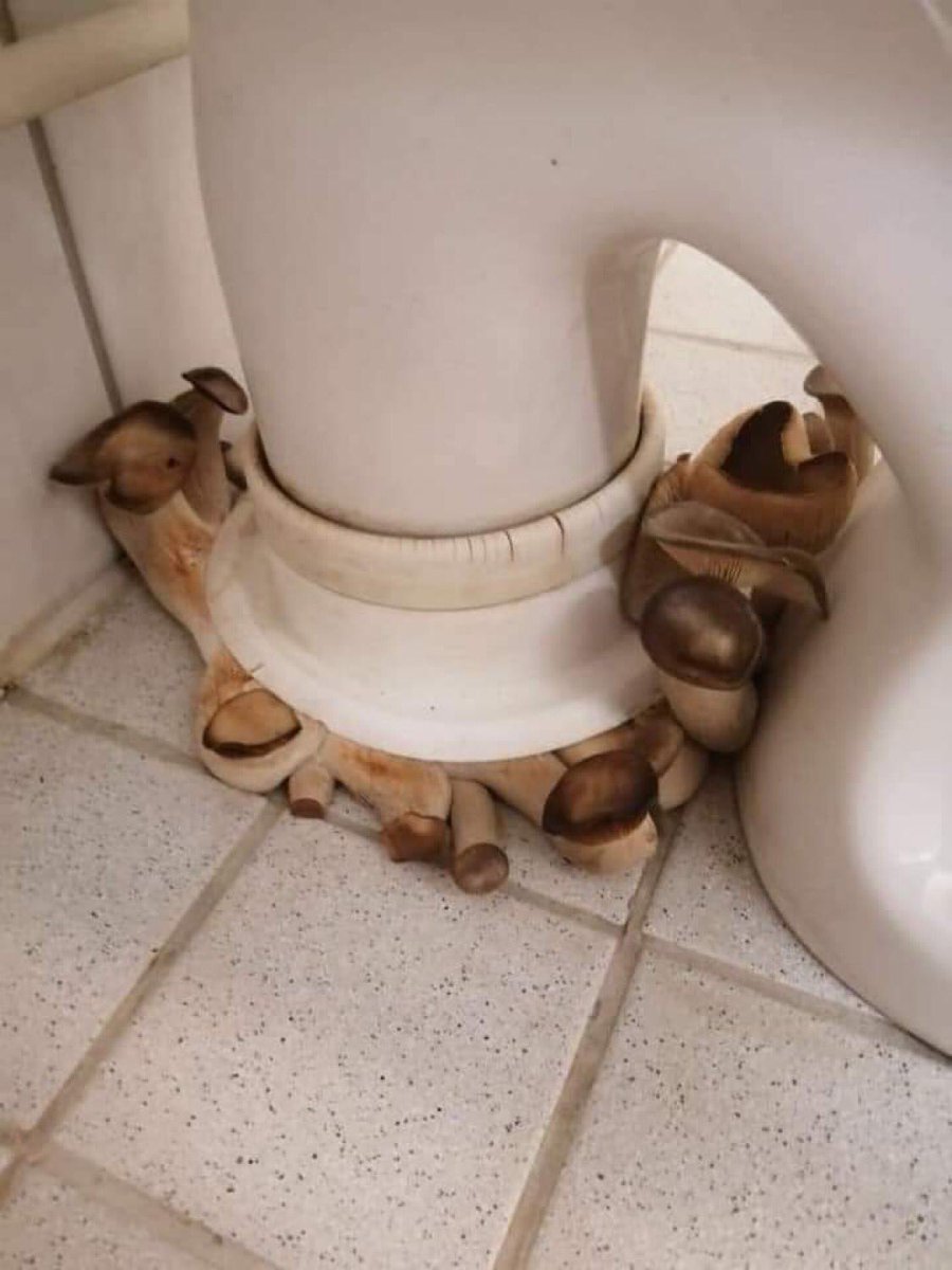 Toilets With Threatening Auras tweet media