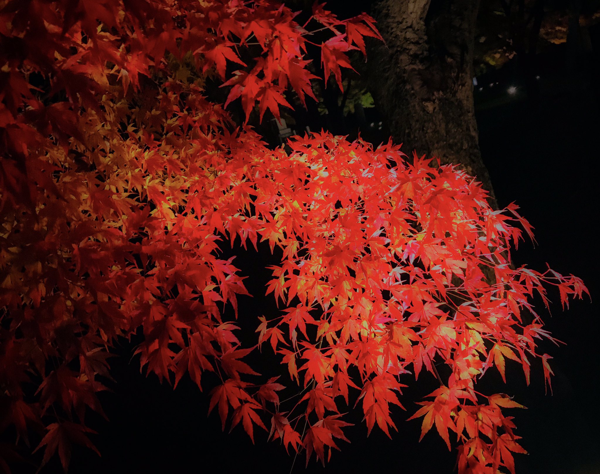 紅夢 紅葉 モミジ 別名 楓 カエデ 花言葉 美しい変化 大切な思い出 紅葉は英語でmaple メープル T Co Kusceotr4v Twitter