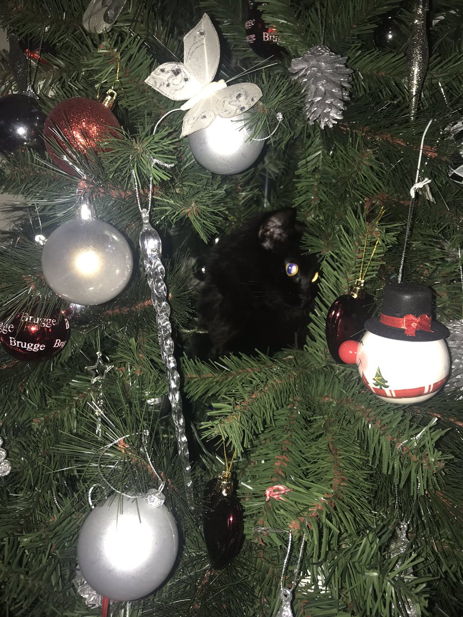 Couldn’t find my cat this morning.... then found her hiding in the tree <a href="/thismorning/">This Morning</a>