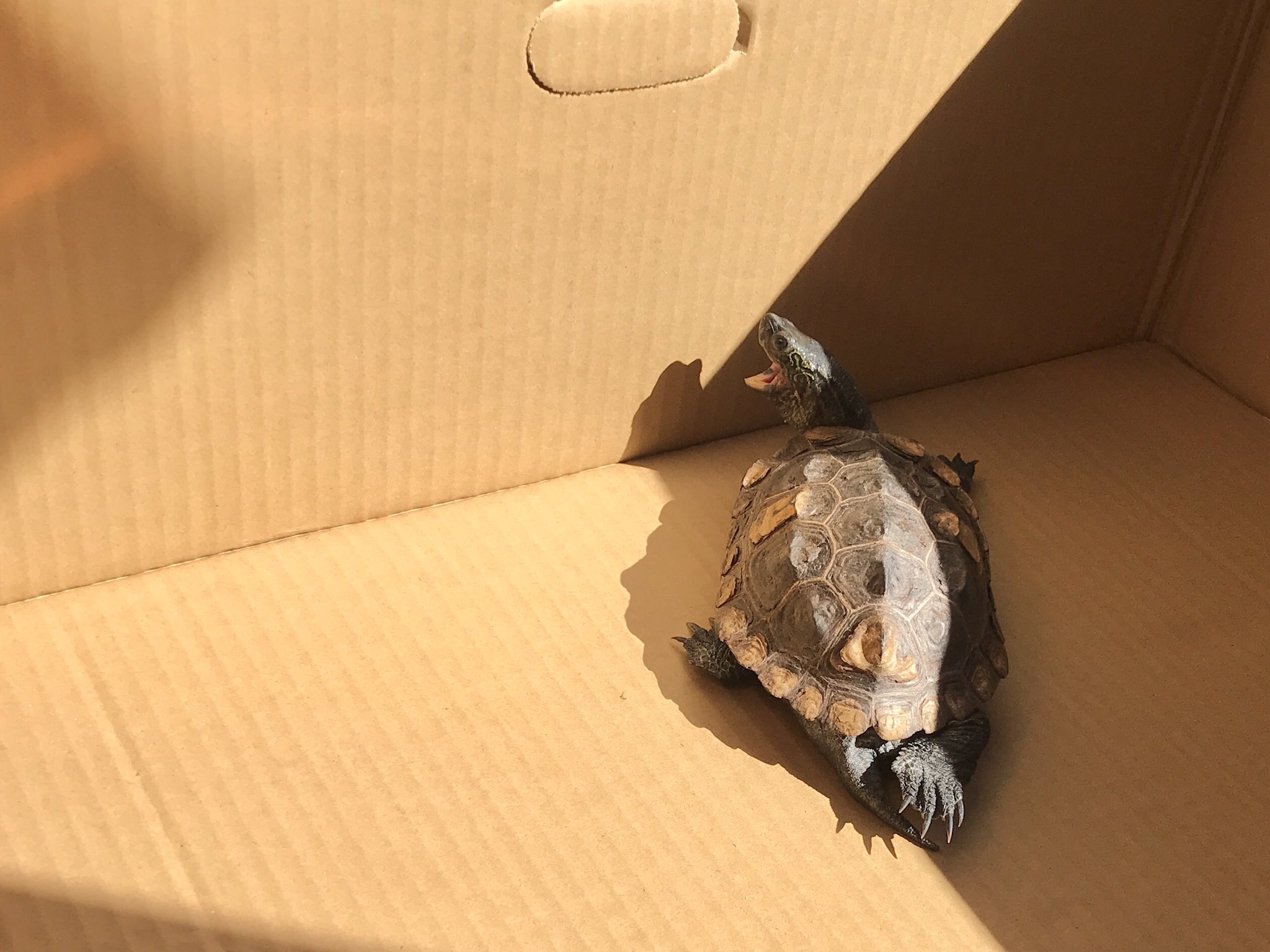 クサガメたわし 今朝の日光浴です 風は冷たいけど 陽にあたってると暖かくて気持ちいいですね 思わずあくびが 段ボールは熱をためるので 日なたの部分は時間が経つと熱いくらいです 写真も 半分日陰でちょうどいい温度のところを見つけてくつろい