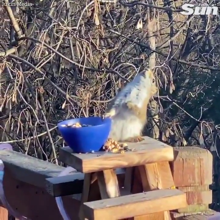 RT @TheSun: Drunk squirrel is doing fine after eating fermented pears left out by accident https://t.co/ZjfHxU99CL