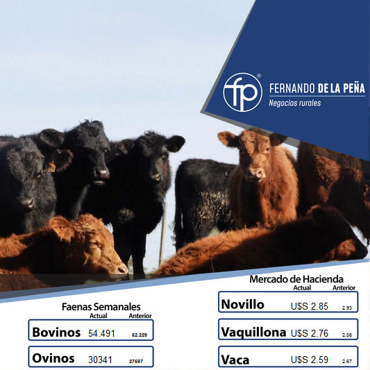 FPNegRurales's tweet photo. Buenos días a todos, continuamos informando los valores del #MercadoDeHacienda y #MercadoDeReposición en 🇺🇾 https://t.co/tZyYAR4kpw
