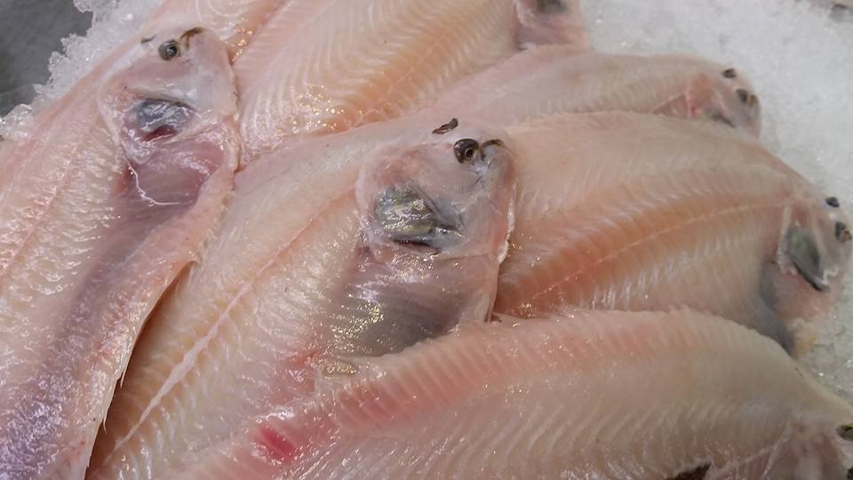 Veltman Vis Service (@veltmanvis) on Twitter photo Verse Tong 125-150gr (sliptong) panklaar zonder huid en vers nu voor €11,38. Ideaal voor afhaal en bezorging.
Bij <a href="/VeltmanVis/">Veltman Vis Service</a> Verse Tong 125-150gr (sliptong) panklaar zonder huid en vers nu voor €11,38. Ideaal voor afhaal en bezorging.
Bij <a href="/VeltmanVis/">Veltman Vis Service</a>