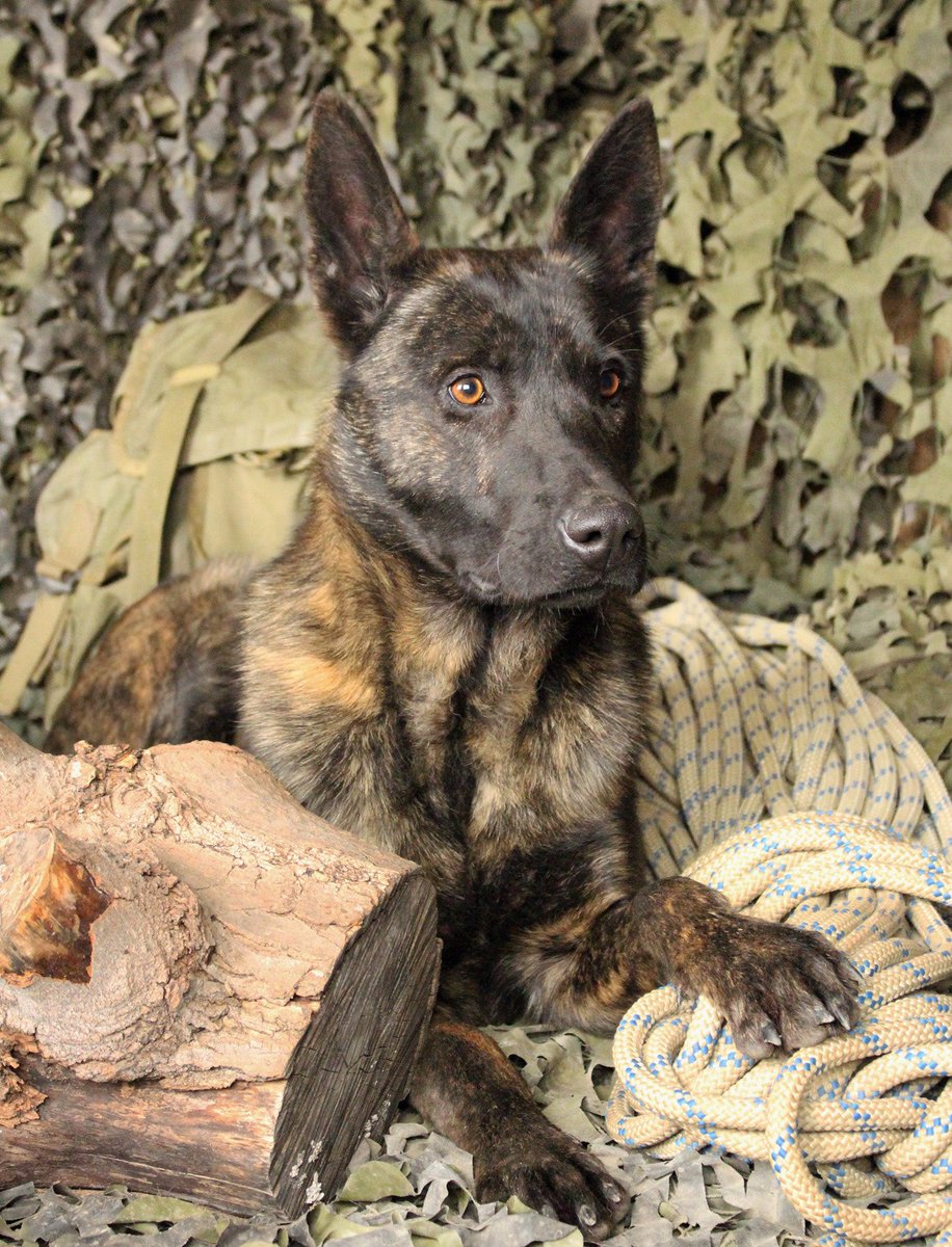 Baden K-9 tweet media