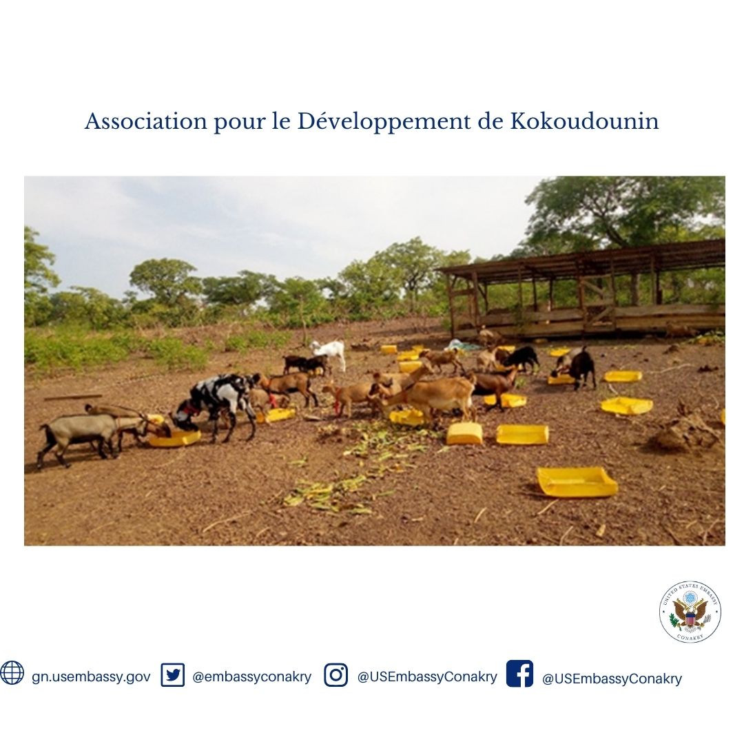 Financée par le Fonds Spécial de l’Ambassadeur, l’Association pour le Développement de Kokoudounin a réalisé un projet d’élevage de chèvres à Banankony.Le projet entend améliorer le développement économique et protéger l'environnement par l'utilisation d'engrais organiques.