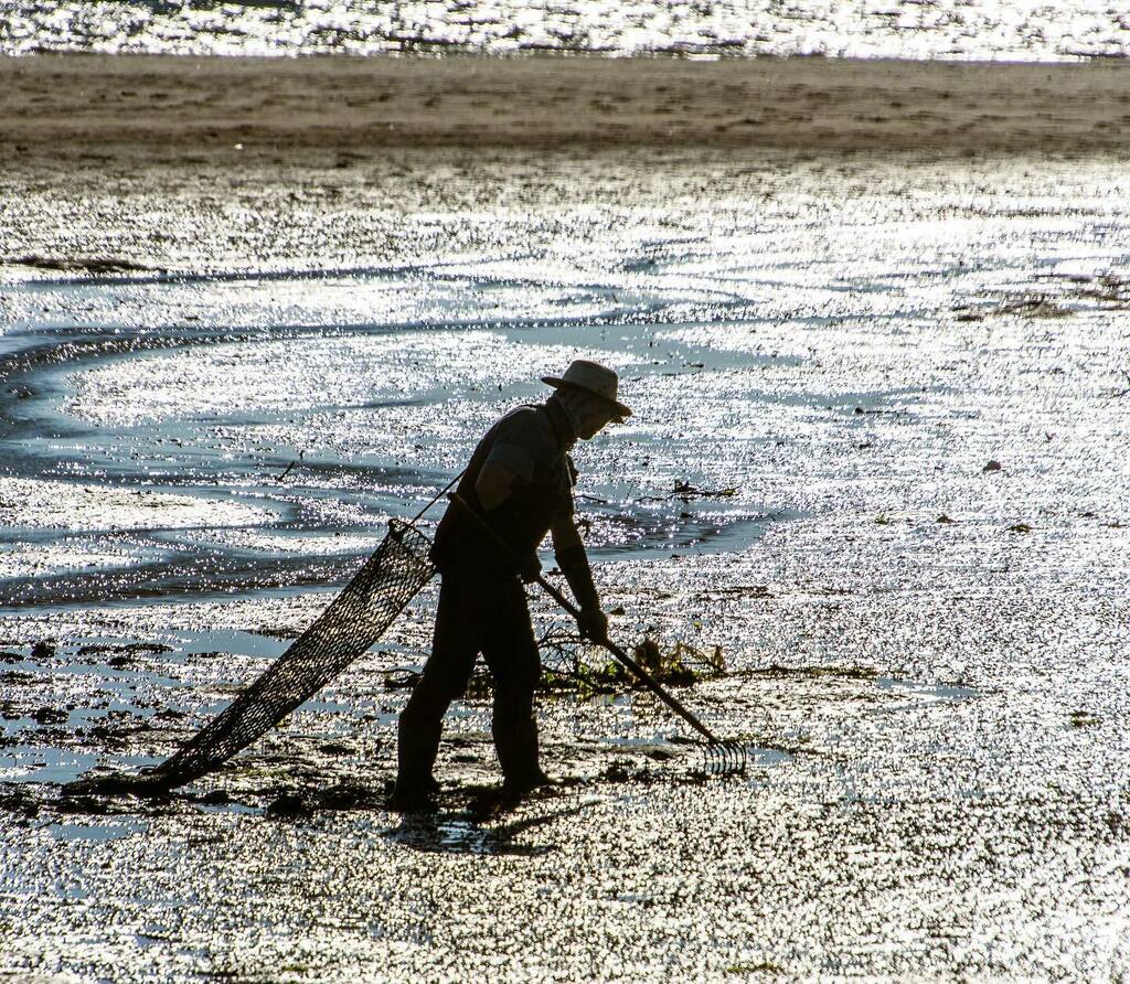 bpdesilets's tweet photo. Raking for clams.
#chatham #chathamma #capecod #capethings #capecodphotography #silhouette #clammer #fisherman #capecodimages https://t.co/umA8XDD5se https://t.co/kS1Ub7F23f