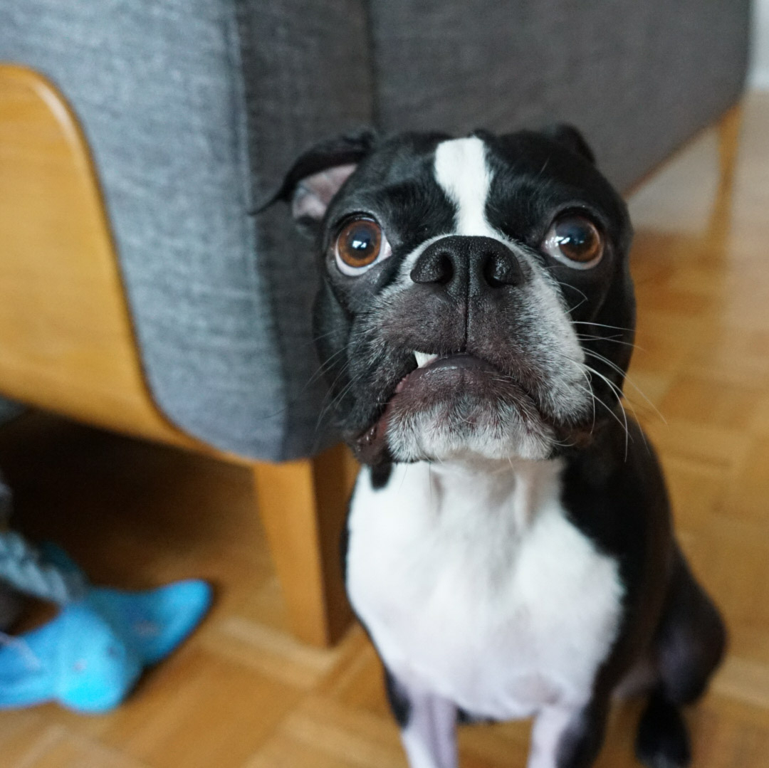 GarytheGremlin's tweet photo. "Did u kno it'z #teefouttuesday?" - Gary the 🤓 Gremlin

#teefouttuesday #teefs #teefies #OfficiallyTeef #Teefoutfeatures https://t.co/bNzCgTjv7T