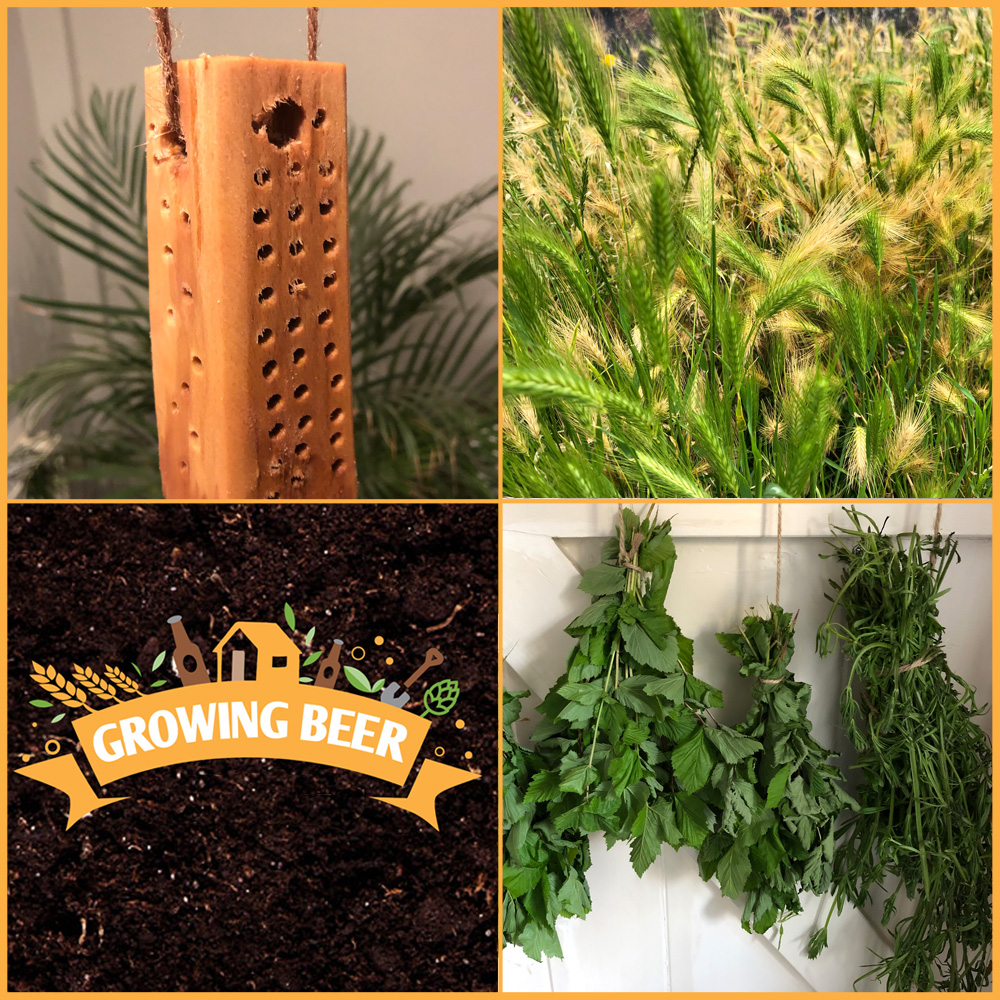 Growingbeer's tweet photo. Episode 4 is ready for you! Raw ales, foraging and gathering up the wild ingredients I'll need for the upcoming brew https://t.co/Aram9h7LBa
#growingbeer #findingbeer #foraging #ale #beer #brewing https://t.co/vSUl7XtTSH