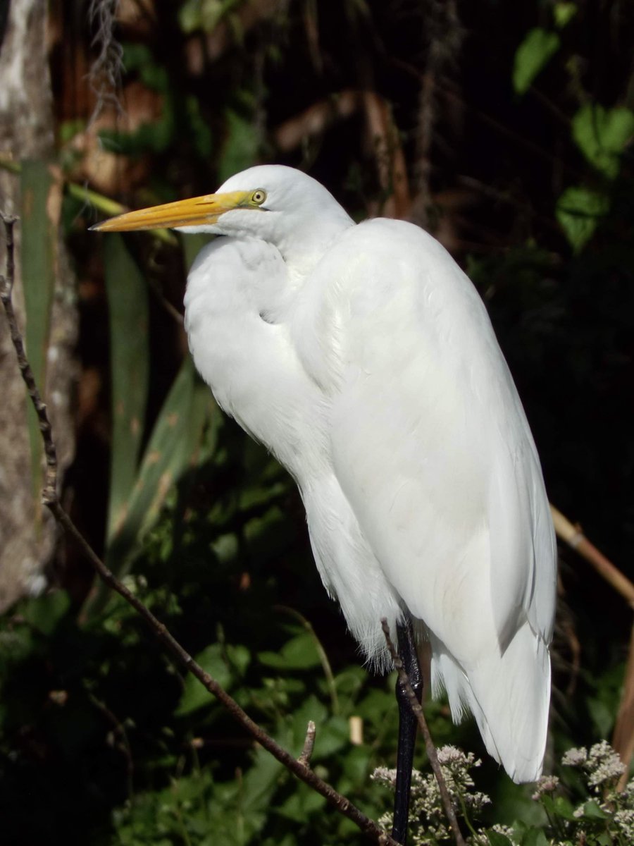 ArchaeopTourx's tweet photo. We're putting together a 2-day tour with Archaeopteryx Tours and https://t.co/3fut8GjE0x. The tour will feature kayaking on the St. John's River, birding, and manatee-watching in central Florida. Join us this Jan. 16th-17th, 2021. #kayak #birdphotography #naturetours #birding https://t.co/iFHGBgcoXw
