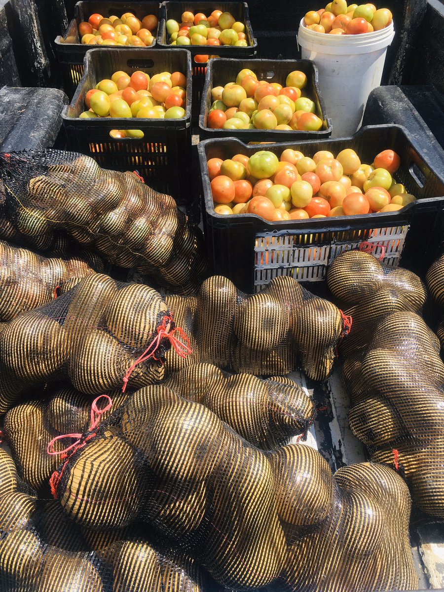 FarmSayi's tweet photo. From the Farm straight to you. It’s delivery time...! #Mguza #Bulawayo #IsitsheboEbantwini. Tomatoes, Onions &amp; Butternut @Ramadu5 https://t.co/WXQnFibslp