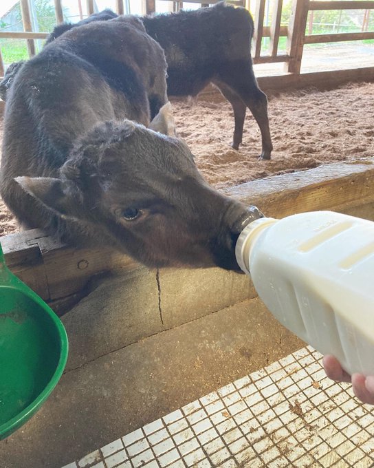 アヤミのTwitter画像7