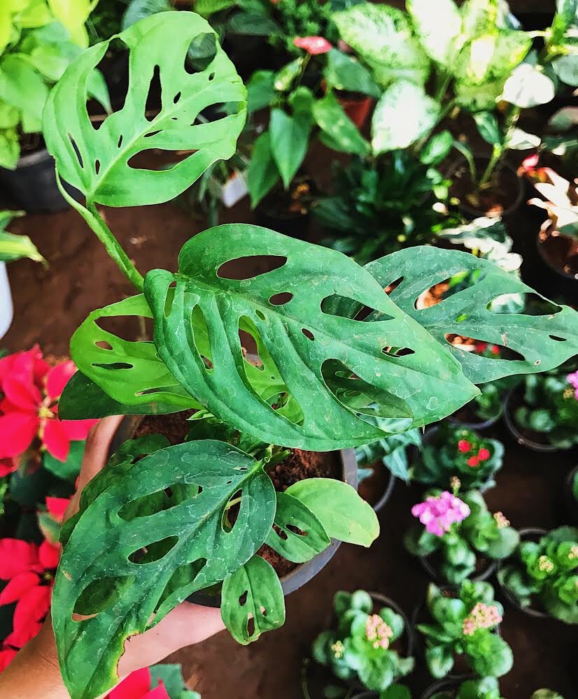 Super rare and super easy to keep. The monstera obliqua is a another plant that is super hard to kill. Requires very less care and sits prettily on your desks and book shelves. 
Message us to order now

#crazyplantpeople#houseofplantlovers#plant#onlineplantseller#monsteraobliqua