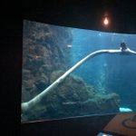 この生物は一体？パノラマ機能で撮影したアザラシがまるで珍獣!