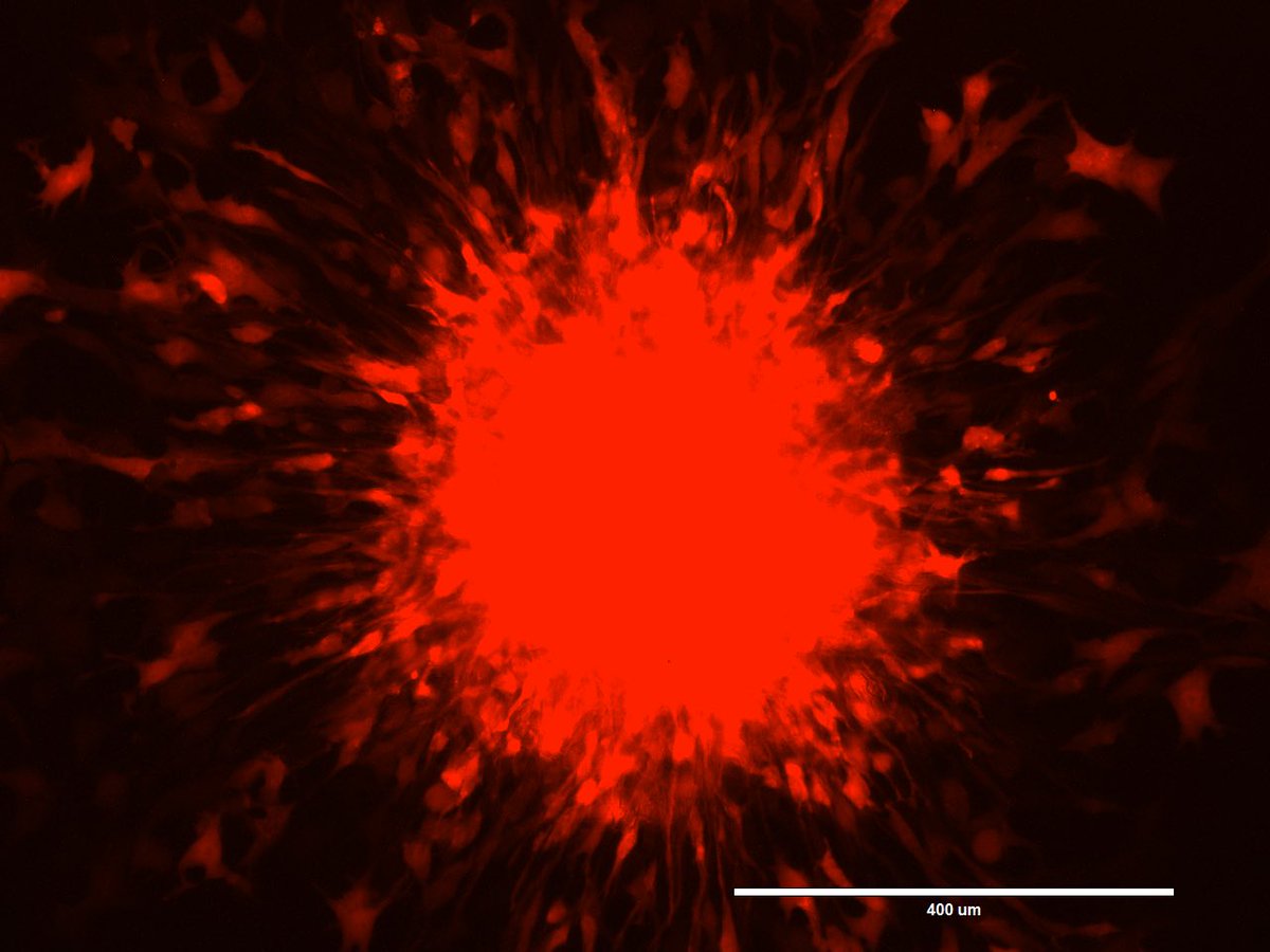 THERACAT project tweet media