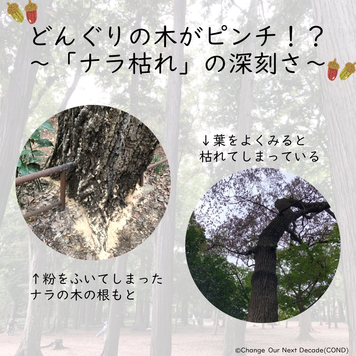 一般社団法人change Our Next Decade どんぐりの木が枯れる現象 ナラ枯れ ナラ類の木の根元にたまった木くずを見たことはありませんか これを ナラ枯れ といい 近年都市の公園内でも多く見られています ナラの木がなくなると その木の実を