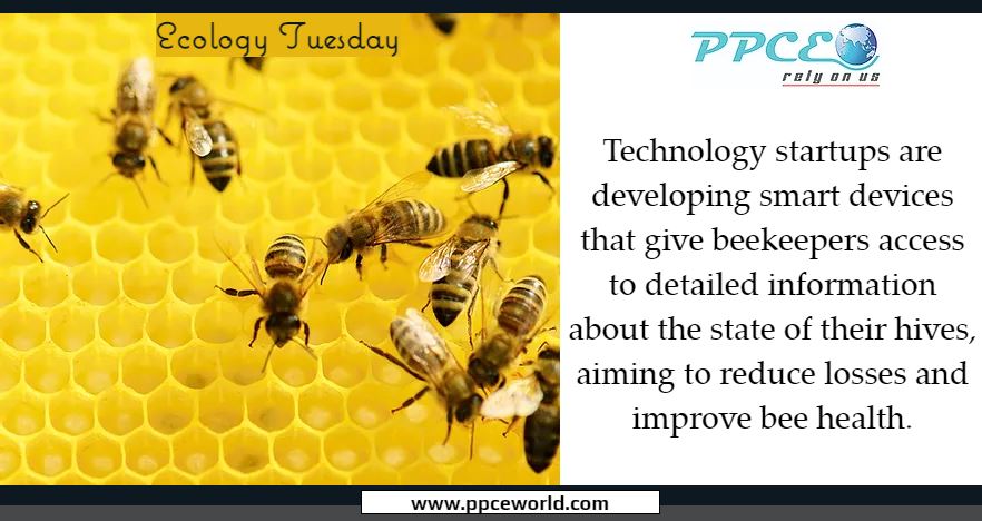 PPCEWorld's tweet photo. https://t.co/NTVGQiEcWE

Climate change, intensive agriculture, and the use of pesticides and fungicides in farming is ravaging the world's bees, which in turn puts the world’s entire food production under threat.

Read More: https://t.co/8BPUUJEC3e https://t.co/YbQ3hLtSZZ