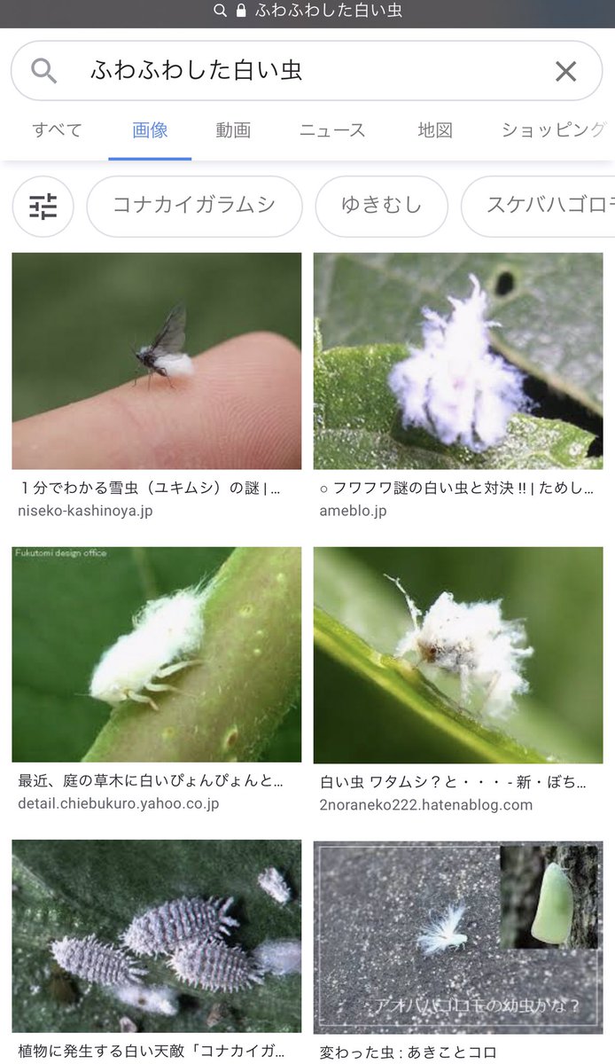Twitter 上的 赤松崇麿 Akamatsu Takamaro そういえば日中 白いふわふわした小さな虫 が何匹も飛んでいたなと思って ふわふわした白い虫 でググったら 思ったほど可愛くなかった T Co Wvcmfsolar Twitter