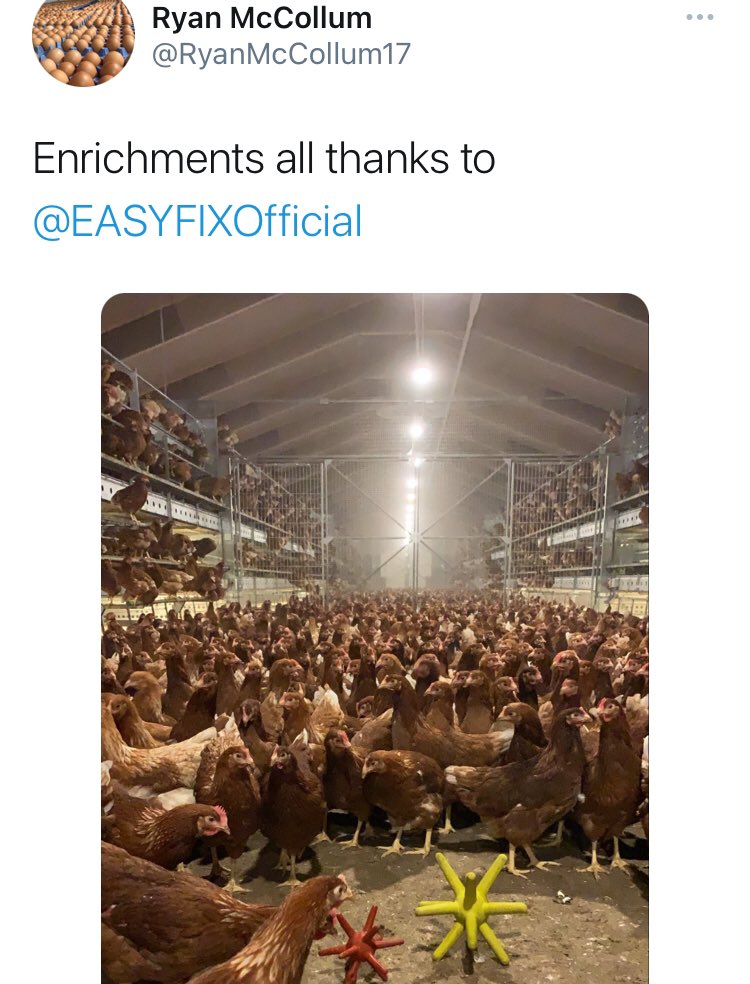 KatePow3ll's tweet photo. The depressing reality of “higher welfare” farming - ticking a box so THIS can be called free range

How “enriched” do they really feel in their daily lives? What difference does it make when they are slaughtered?

This is why we fight for liberation, not “better” exploitation 🥚 https://t.co/OWgalvYKRR