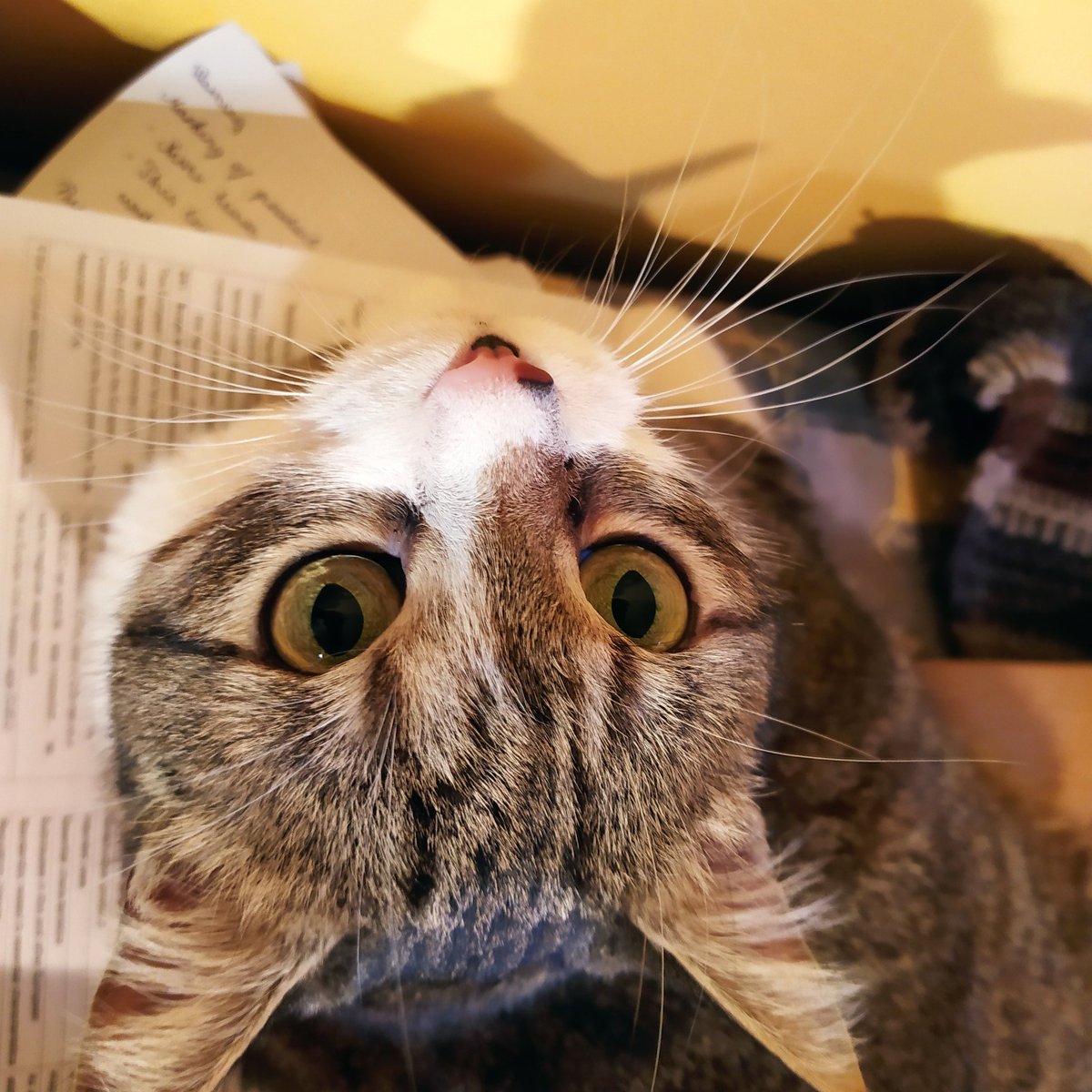 T_Timea_H's tweet photo. How (not) to work from home. @CatSzamoca at her best.

#catphoto #homeoffice #NotSorry https://t.co/VzND8W6N2E