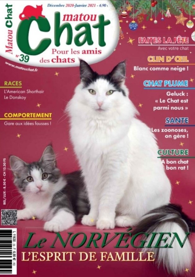 Belleviedechat's tweet photo. [Soutenir la presse] Le numéro 39 vient de sortir 😻 @chat_matou Découvrez de nombreuses rubriques 100% #chat. Le magazine Matou Chat est disponible (papier et numérique) sur https://t.co/VSAbFw2UbW mais également en kiosques pour cette fin de semaine... https://t.co/Y1oNlwJQo5