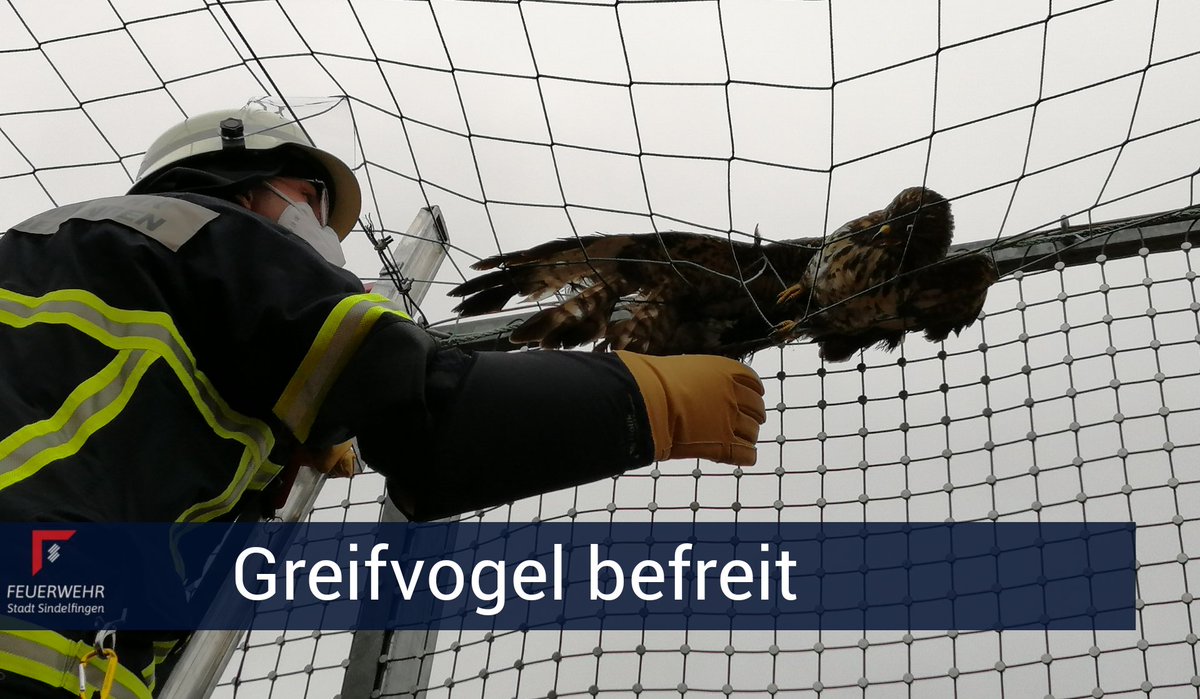+++ Greifvogel befreit +++

Ein Mäusebussard sorgte am heutigen Morgen für einen Feuerwehreinsatz in der Calwer Straße.

m.facebook.com/story.php?stor…