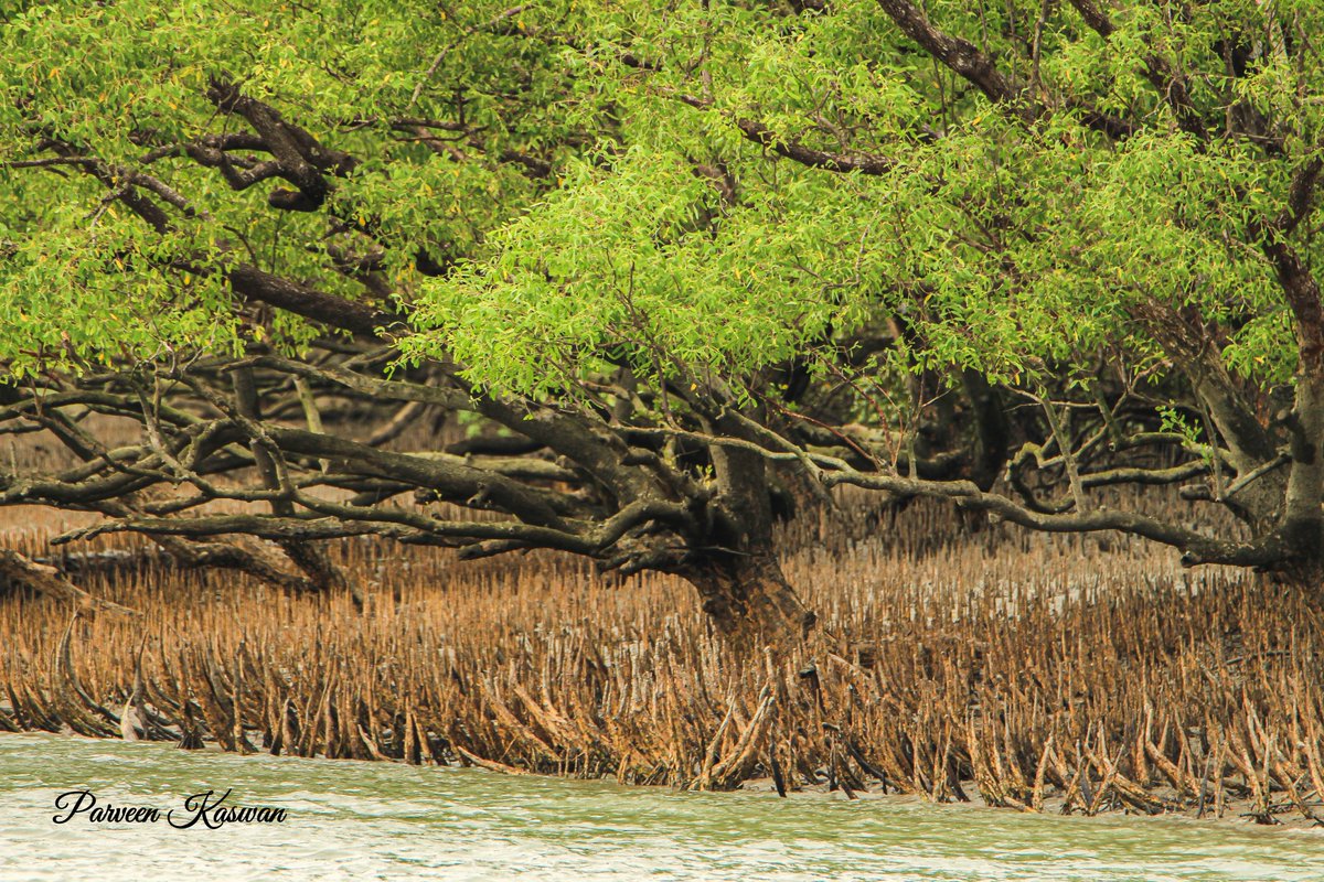 These are called as  #pneumatophores. Mangrove ecosystem has high amount of soil moisture & salt. To take air trees here build special Aerial  #roots. Which come out from ground & can grow upto 30 cm. Then air is supplied to all parts of a tree.  #Natural filters.