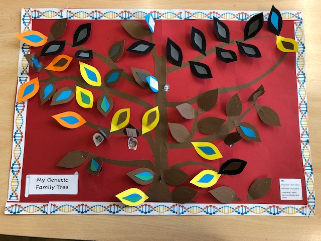 HothamMiss_W's tweet photo. Wow! What an excellent family tree brought in this morning. I really like that the leaves are colour coded to show eye colour and hair colour too. I really enjoyed looking under the leaves to see more information about each person. @HothamHead @HothamDeputy #creativeproject https://t.co/1NUvrHSjHr