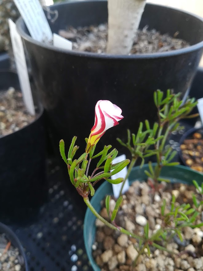 小林商会 ジャムこばやし オキザリス バーシカラー Oxalis Versicolor この蕾の色合いに一目惚れしたので9月に球根植えてようやくきた 5 でも夜間不織布かけといたら平気そうなんでわりと耐寒性ありそう 小林商会 ジャムこばやし オキザリス バーシカラー Oxalis Versicolor この蕾の色合いに一目惚れしたので9月に球根植えてようやくきた 5 でも夜間不織布かけといたら平気そうなんでわりと耐寒性ありそう